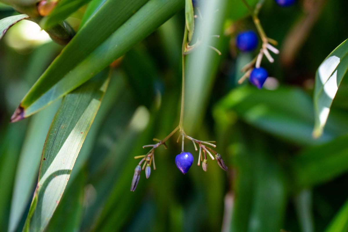 Гласис Ла Резерв Трейл