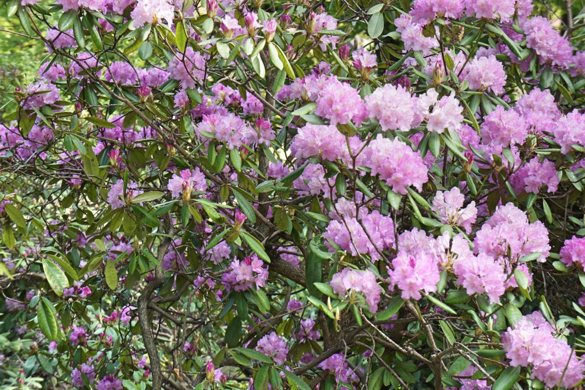 Бернардинский сад (Сад Bernardinų)