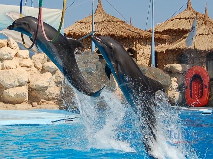 Дельфинарий в Шам-Эль-Шейхе