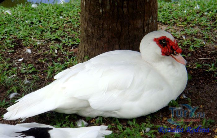 Ферма животных Кикис в Pelangi Beach Resort