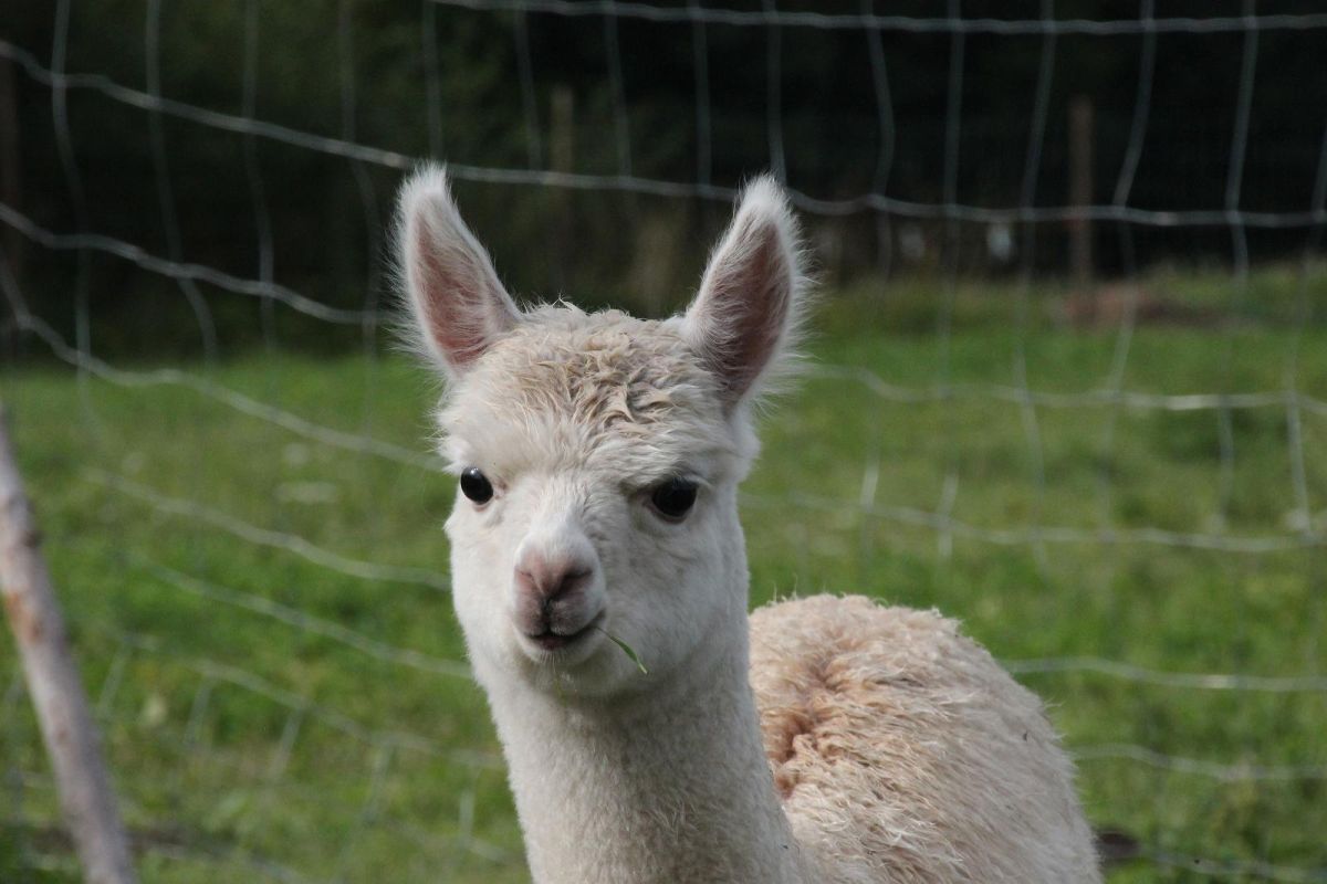 Ферма альпак – крупнейшая в Эстонии ферма по разведению альпак!