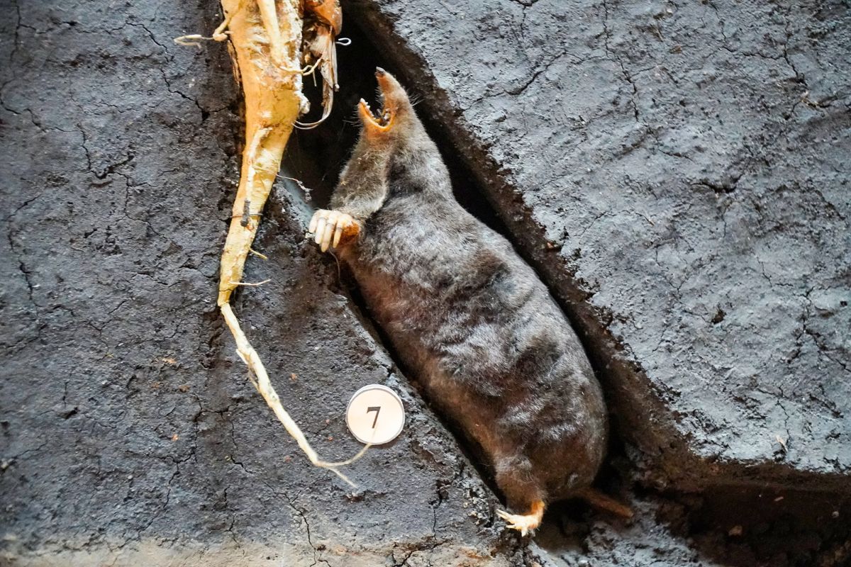 Житомирский музей природы