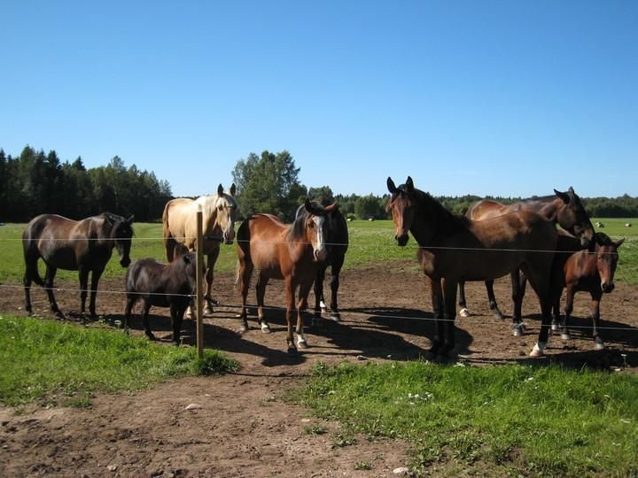 Хутор Калаоя