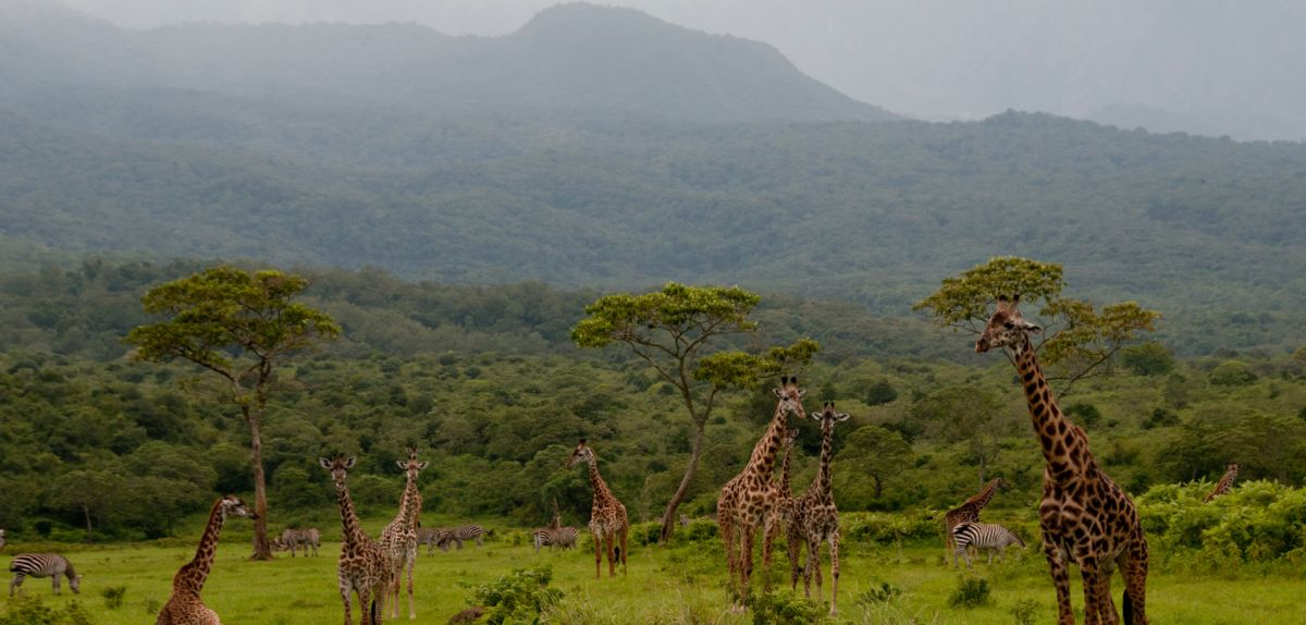 Национальный парк Аруша