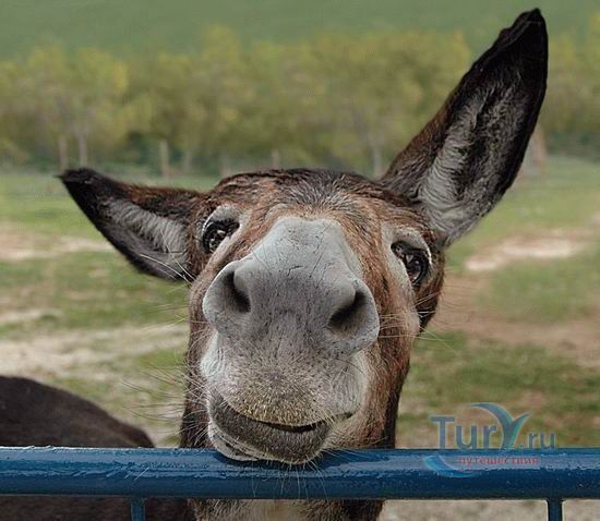 Парк осликов 