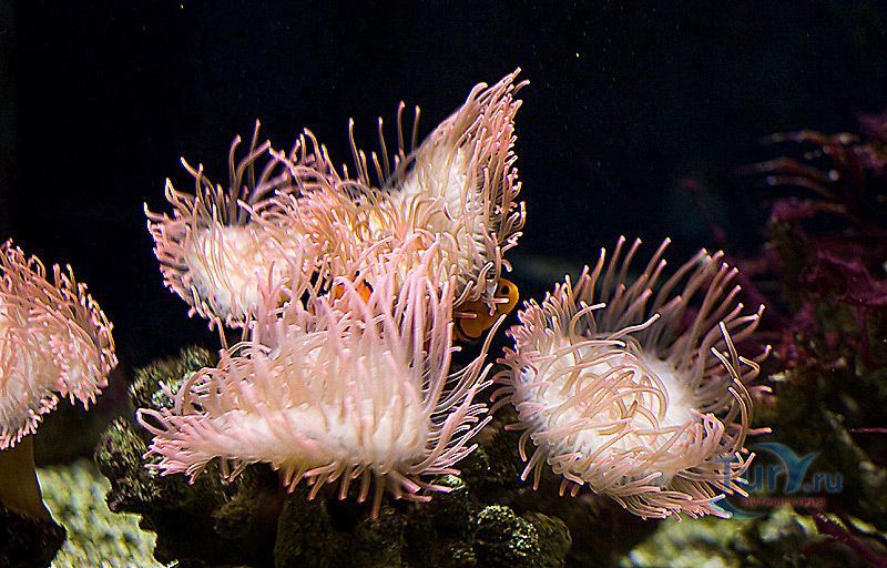 Морской дом