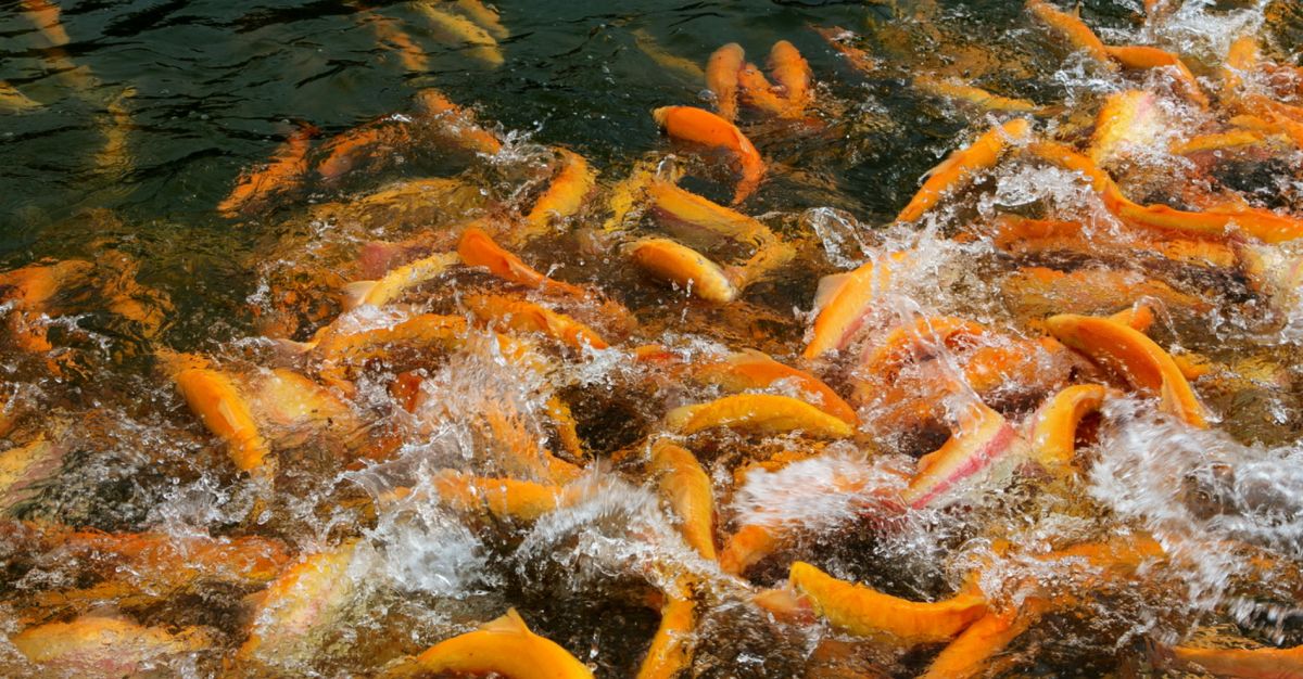 Форелевое хозяйство