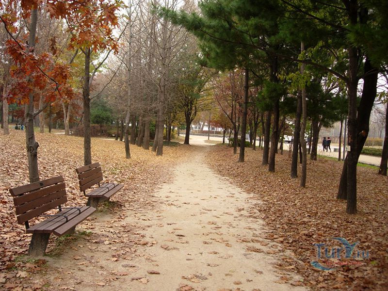 Сеульский лес