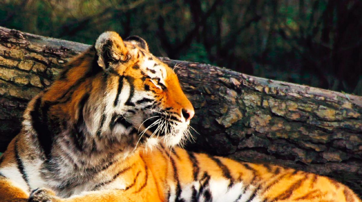 Парк Натура Вива