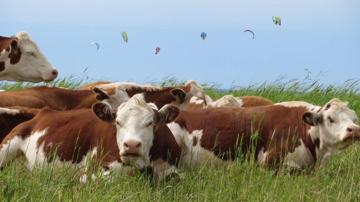 Смотровые вышки и городские коровы пярнуских прибрежных лугов