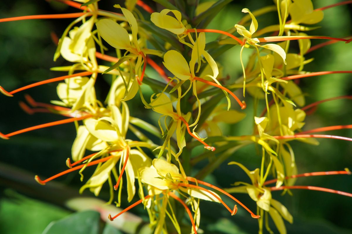 Парк Эдварда VII и Эстуфа Фриа 