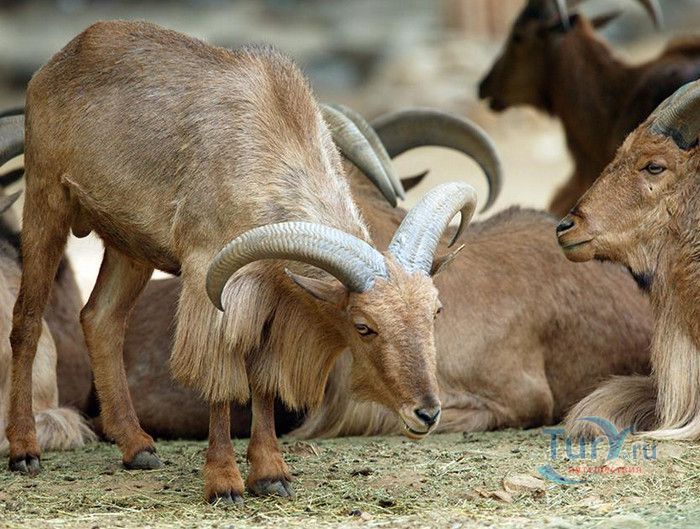 Сеульский Зоопарк