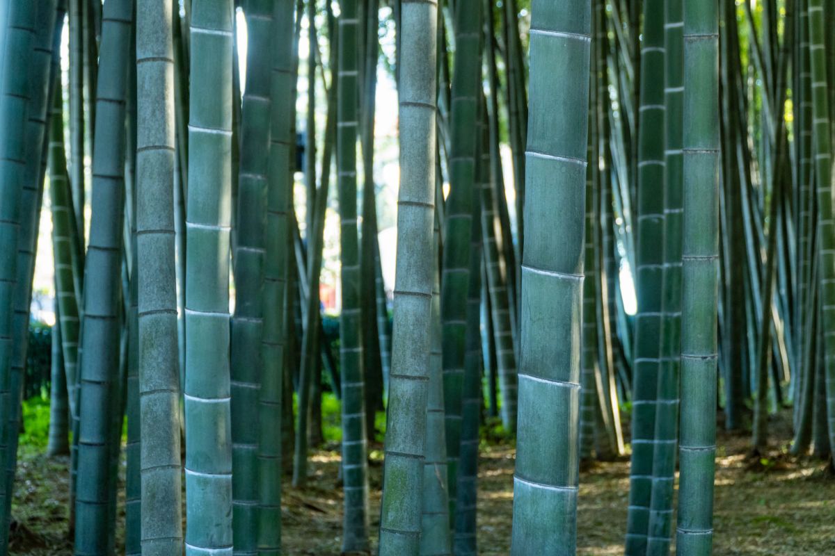 Бамбуковая Роща