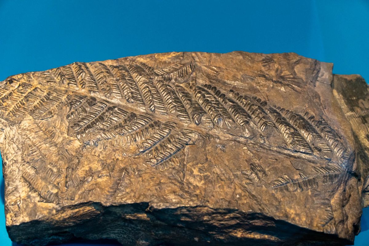 Музей естественных наук