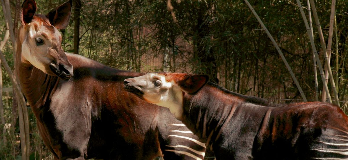 Заповедник Окапи
