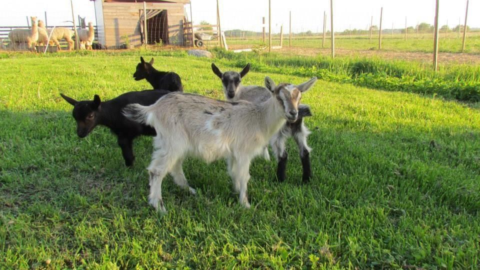 Ферма альпак – крупнейшая в Эстонии ферма по разведению альпак!