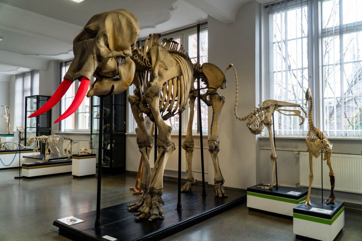 Музей естественной истории Вроцлавского университета