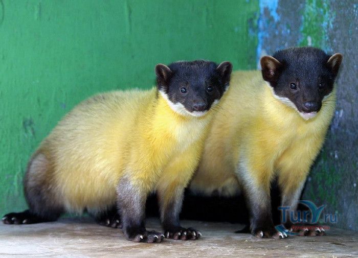 Сеульский Зоопарк