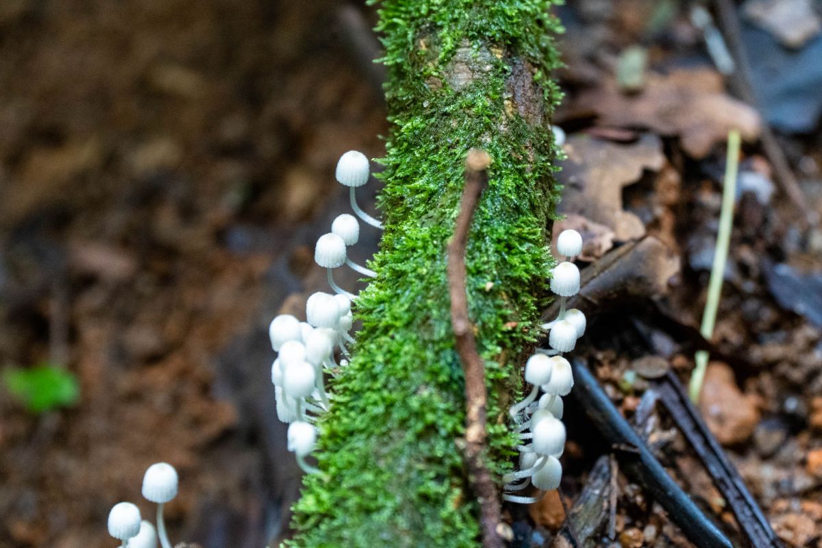 Салази Трейл