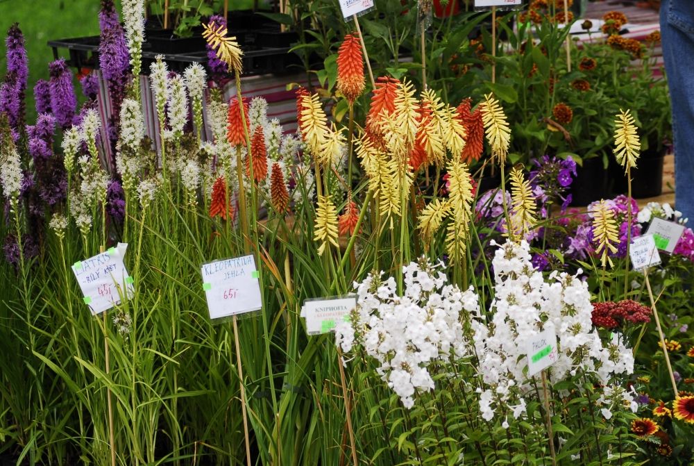 Фермерские рынки на площади Победы