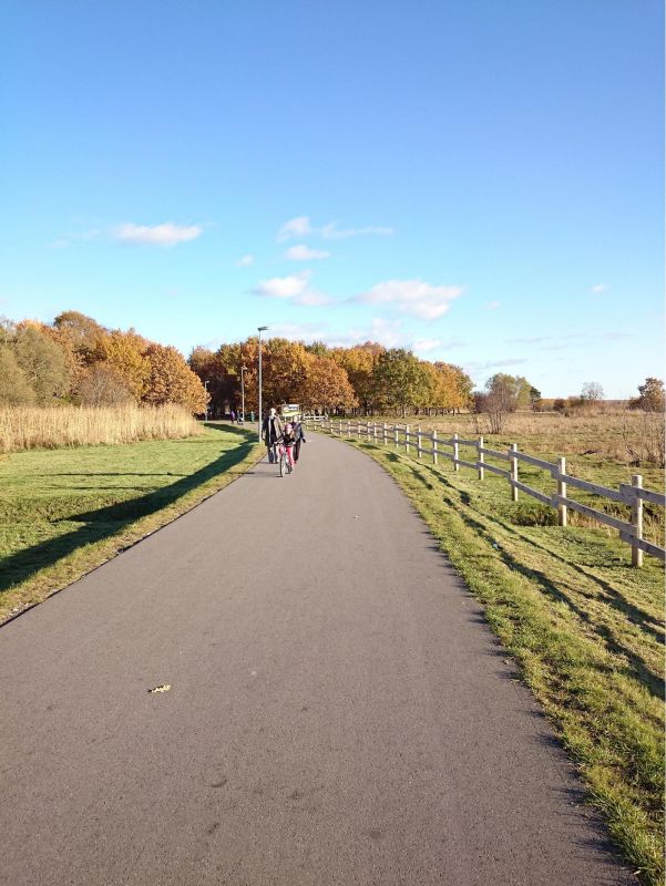 Смотровые вышки и городские коровы пярнуских прибрежных лугов