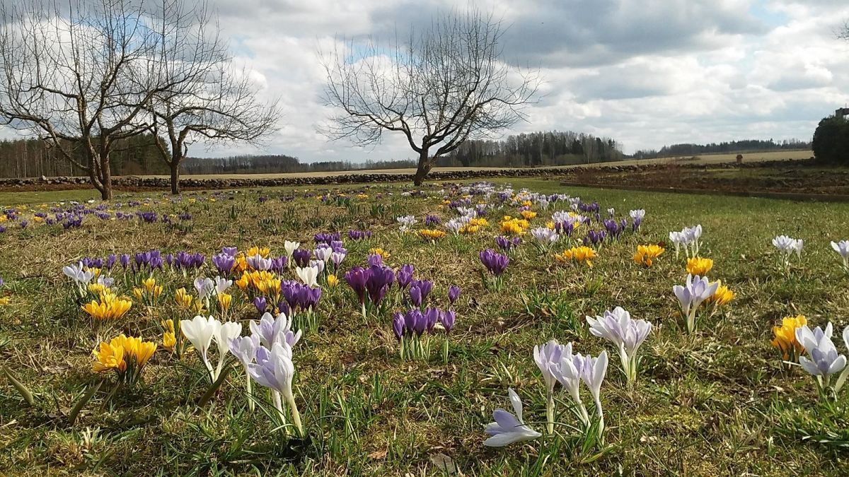 Сад на хуторе Микко