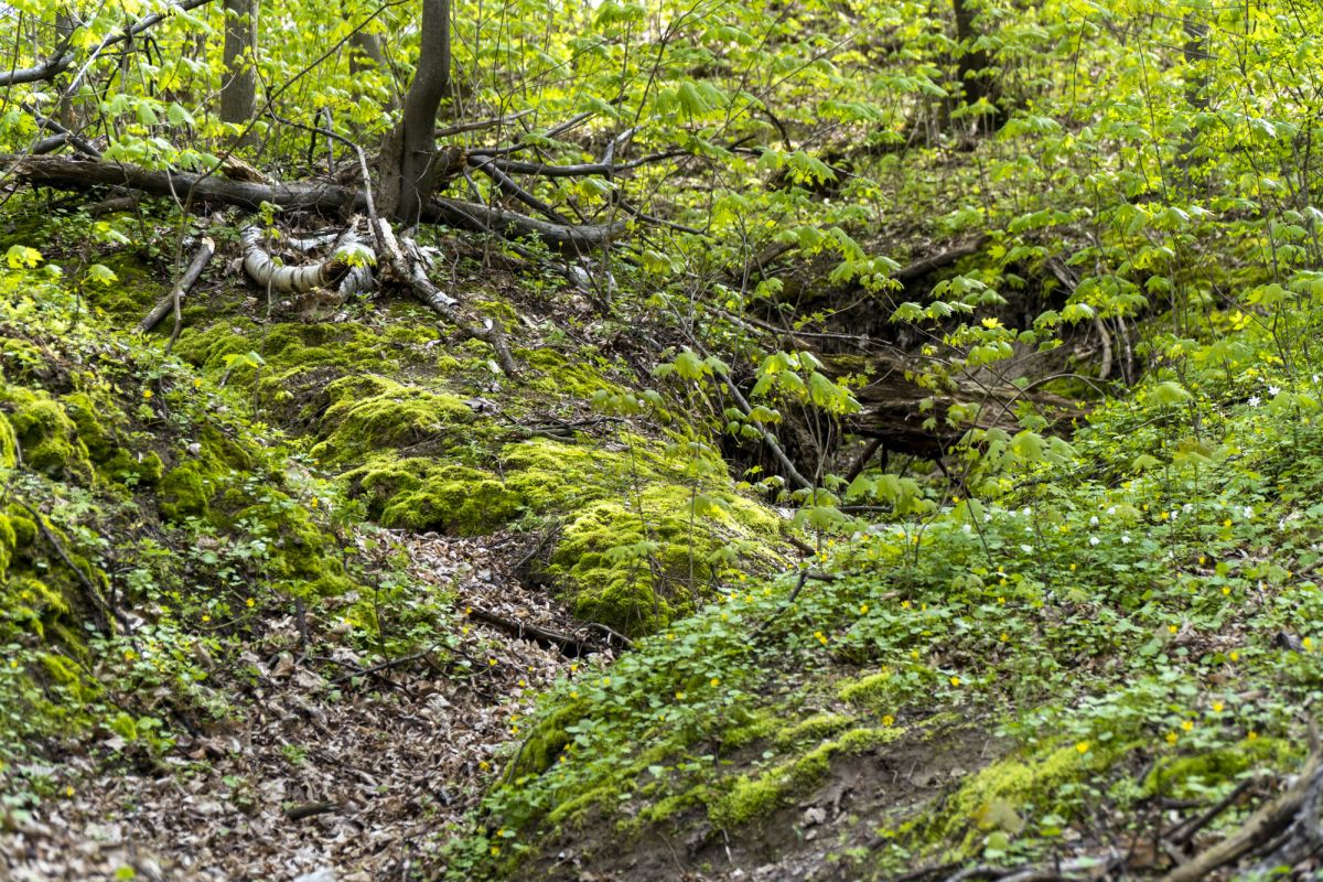 Пешеходный маршрут по южной стороне Тетерева