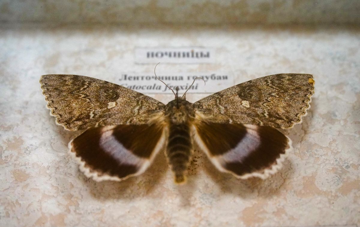 Житомирский музей природы