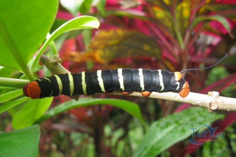 Сад Бабочек Мартиника