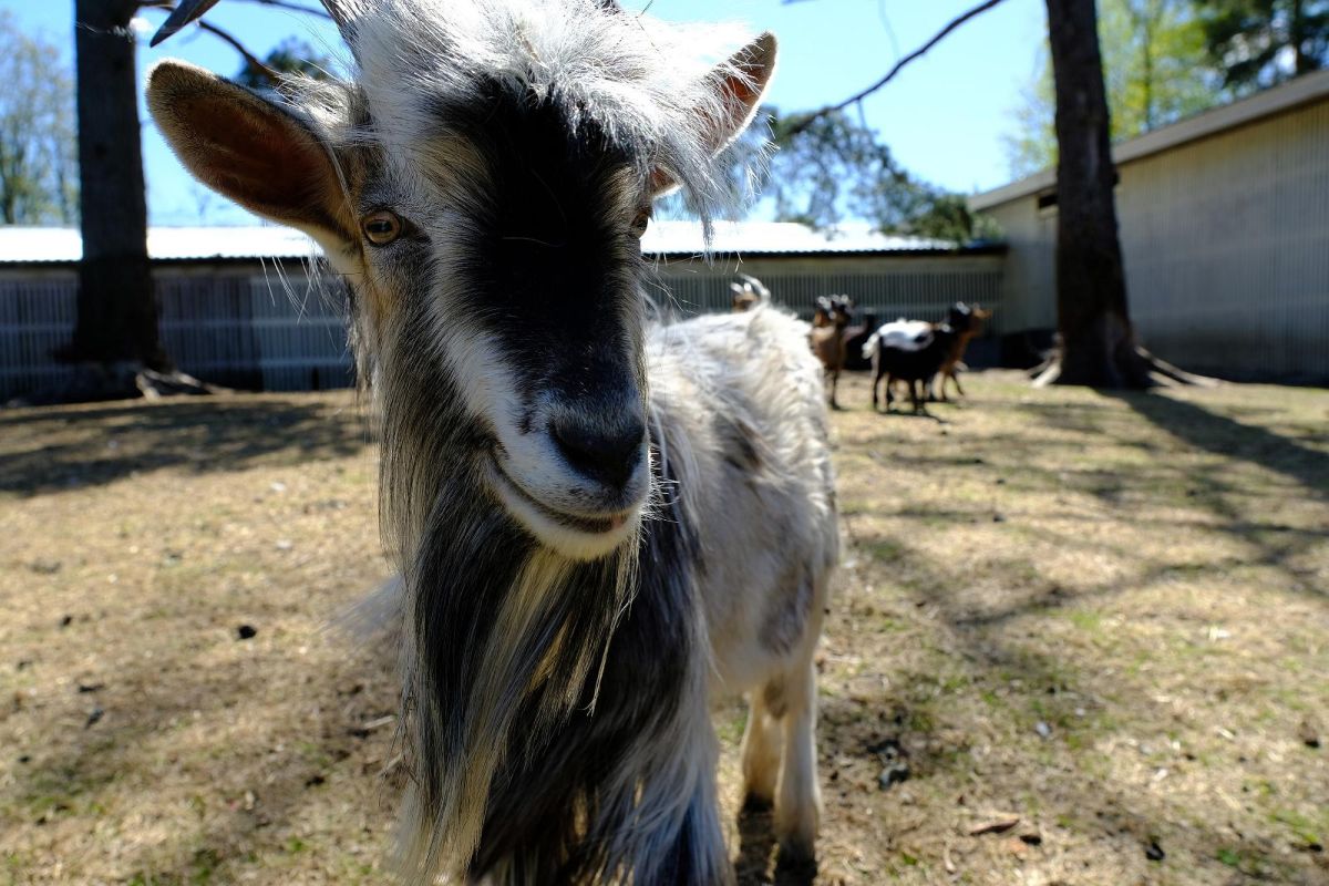 Зоопарк хутора Калласте