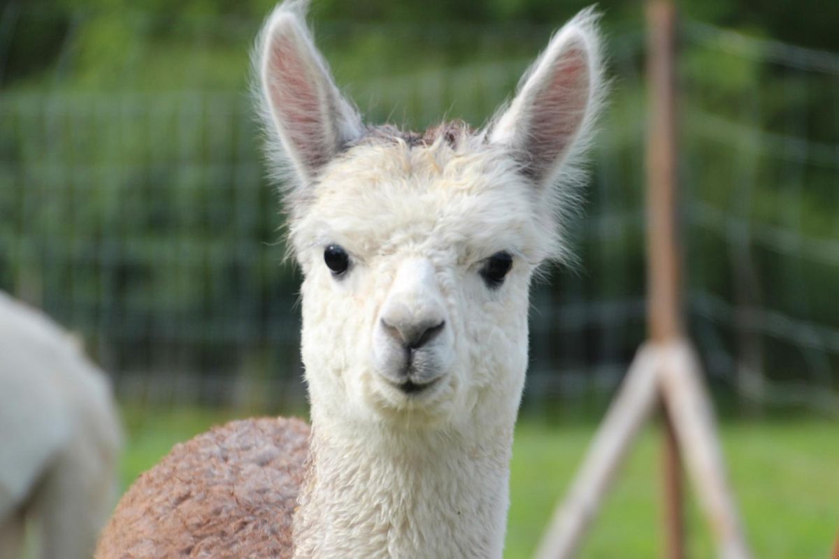 Ферма по выращиванию альпак Wile