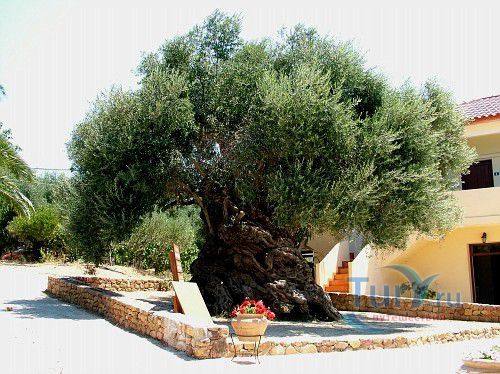 Старейшее оливковое дерево острова Крит