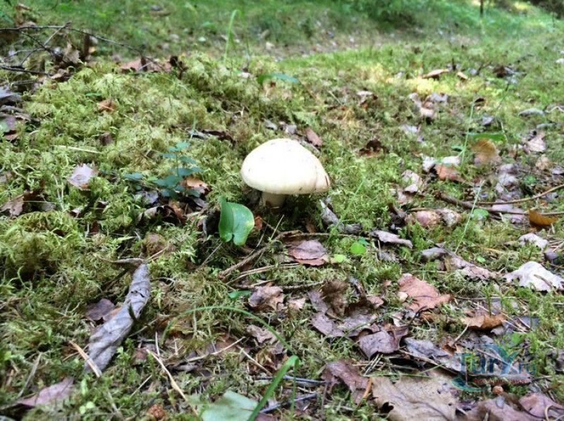 Остров Рухну