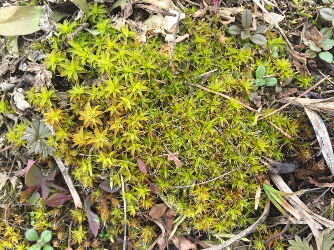 Тетеревский лес