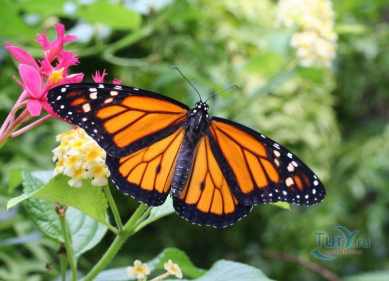 Сад Бабочек Мартиника