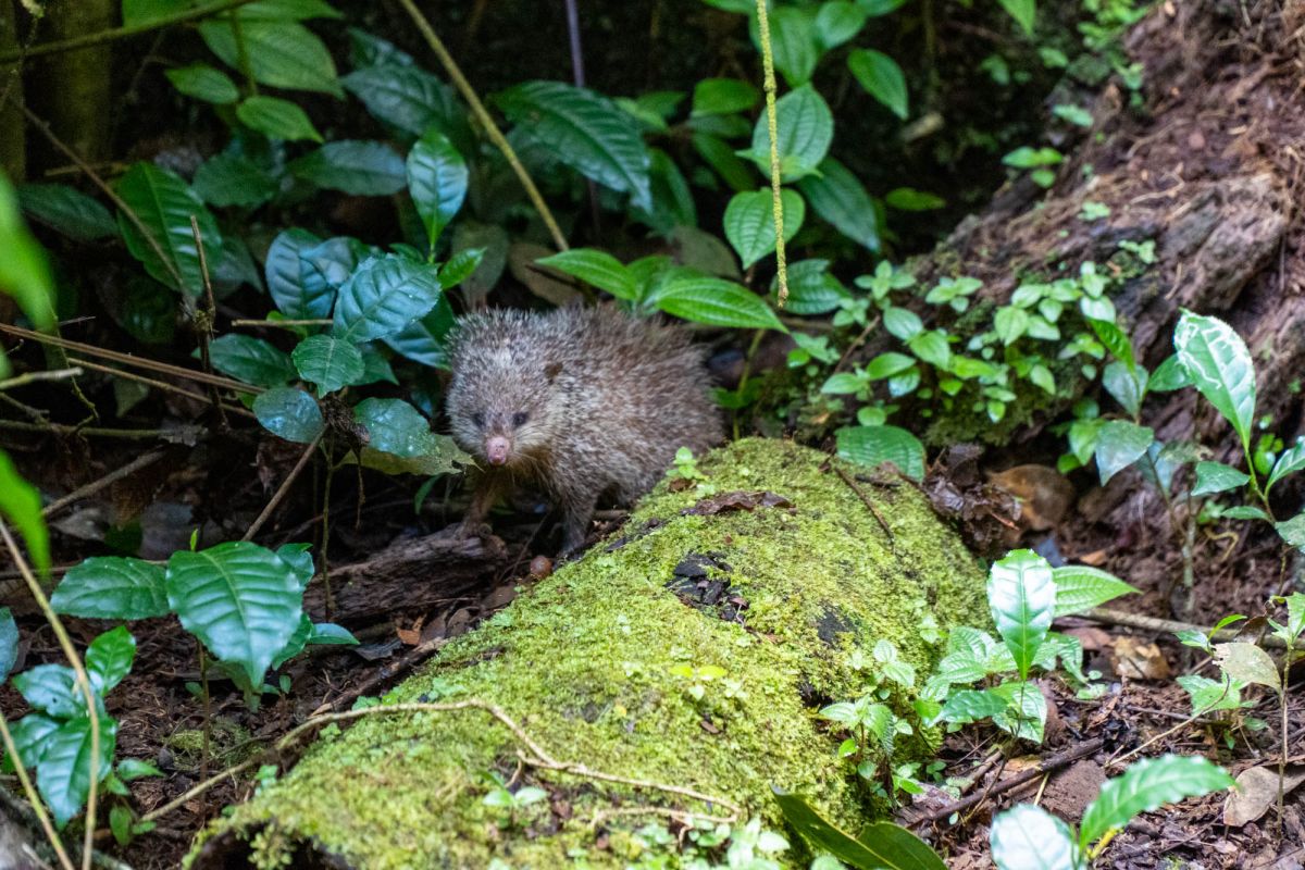 Салази Трейл
