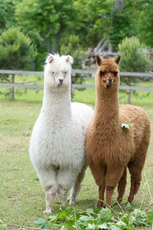 Страусиная ферма на острове Муху