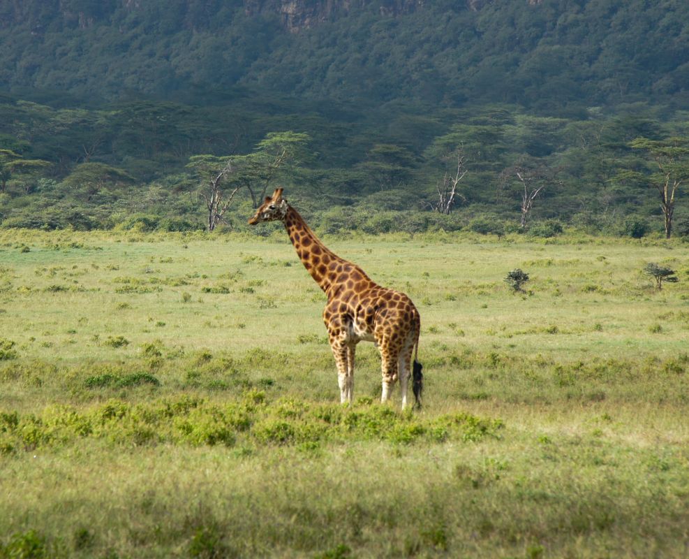 Озеро Накуру Национальный парк
