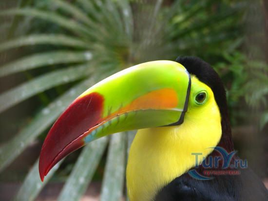 Зоопарк Белиза и Тропический Образовательный центр