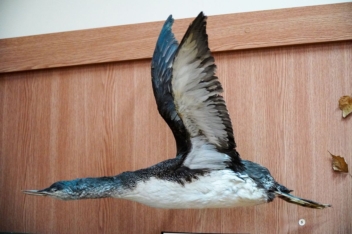 Житомирский музей природы