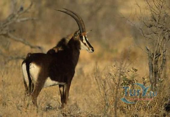 Национальные парки