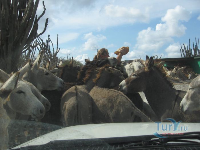 Ослиный Заповедник