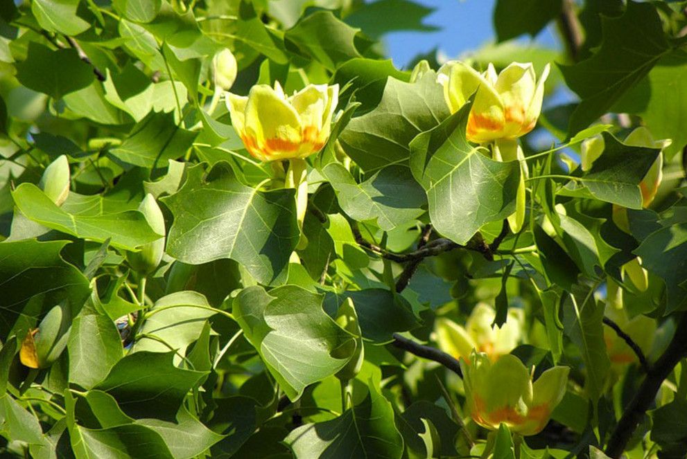 Тюльпанное дерево