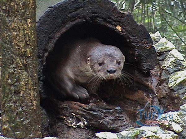 Зоопарк Белиза и Тропический Образовательный центр