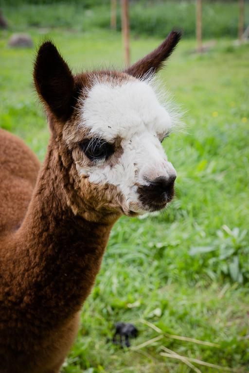 Ферма по выращиванию альпак Wile