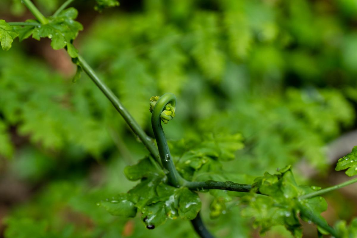 Морн Блан Трейл