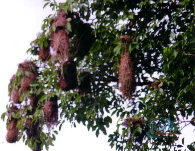 Пляж Кумана