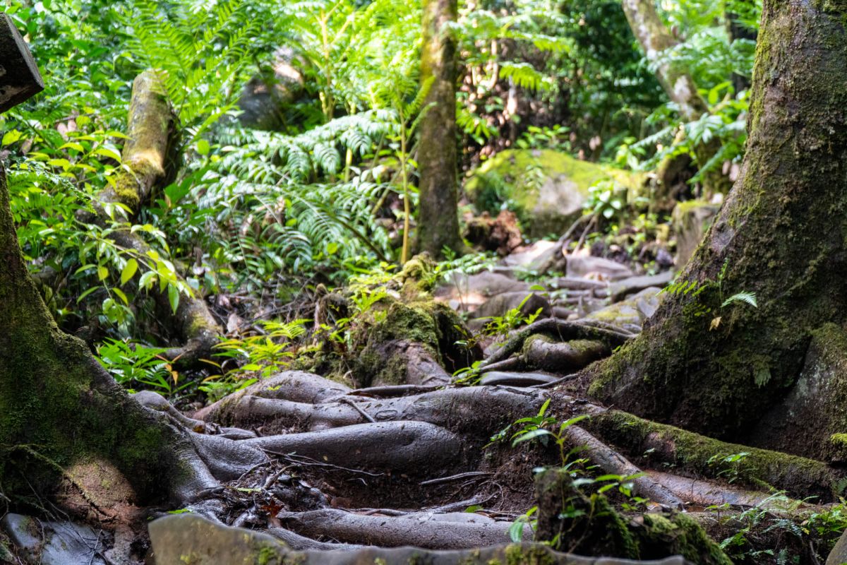 Морн Блан Трейл