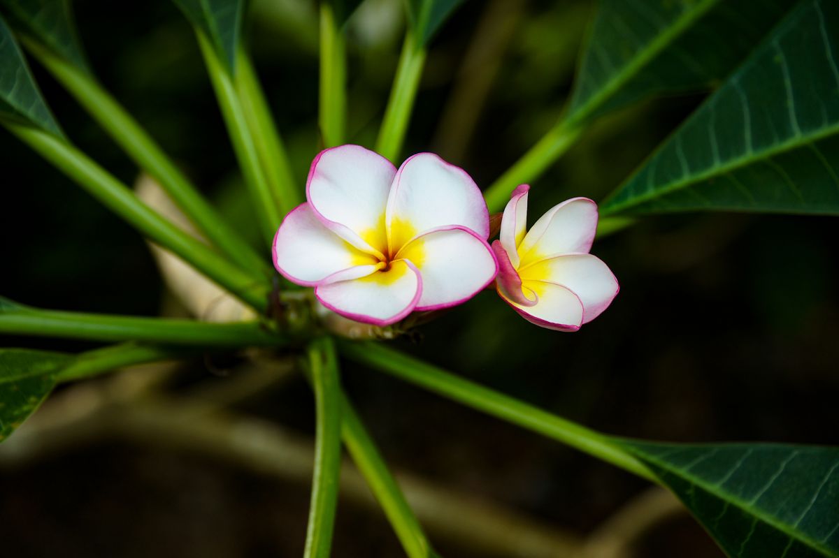Пляж Сильверсендс