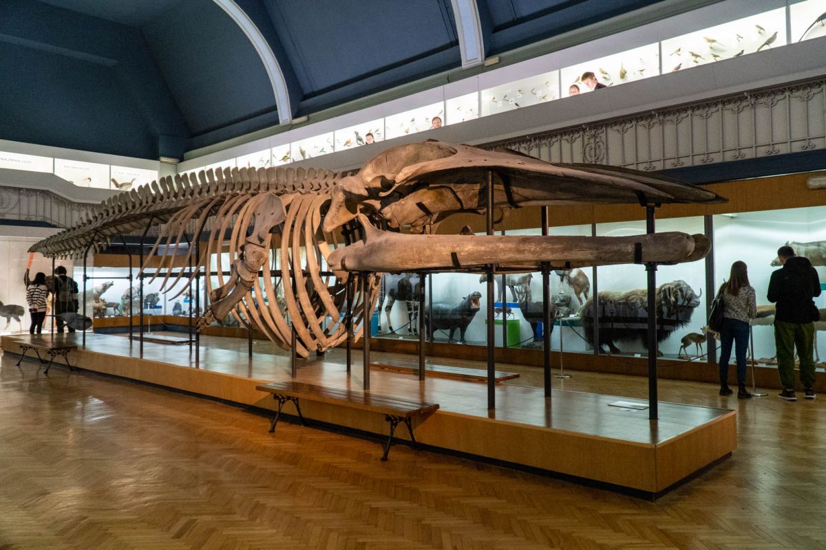 Музей естественной истории Вроцлавского университета